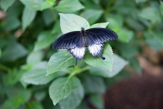 papillon sur une feuille