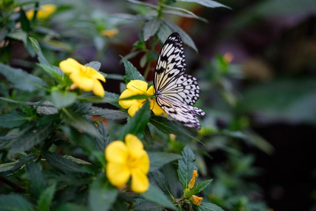 papillon sur une fleur