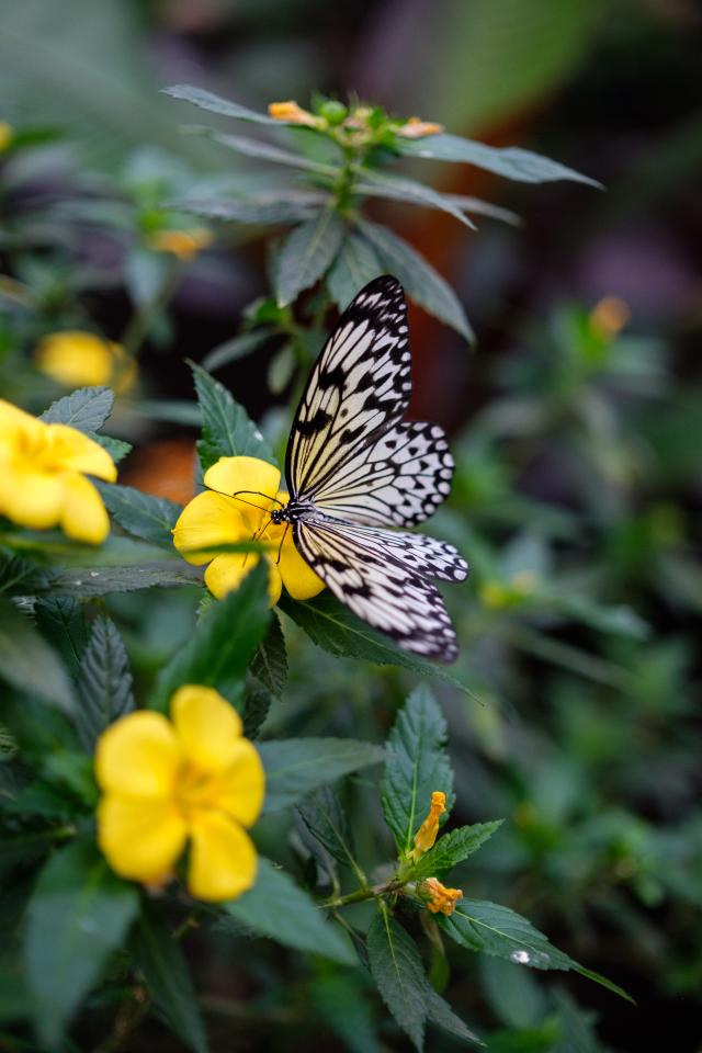 papillon sur une fleur