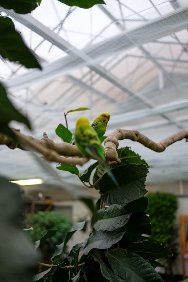 Intérieur de la serre au Jardins des Papillons, deux perruches sont assises sur une branche