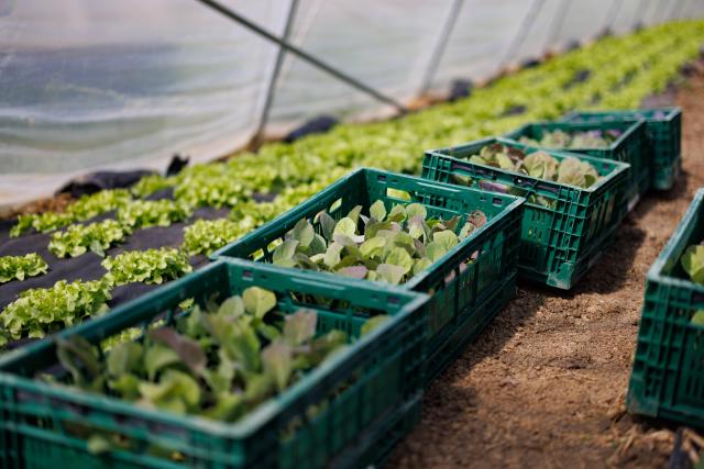 Photo de plusieurs caisses contenant de la salade