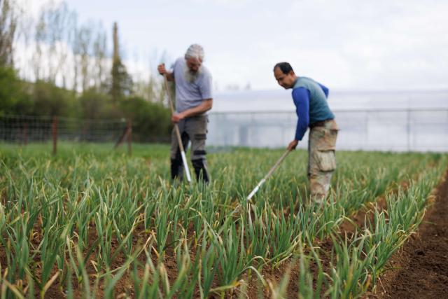 Zwei Männer, die auf einem Feld arbeiten