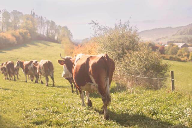 des vaches se promennent sur un champ